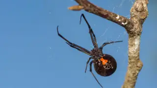 Situation with black widow spider bites in Kazakhstan: What you need to know