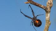 Situation with black widow spider bites in Kazakhstan: What you need to know