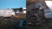 Over 600 kilograms of fish illegally caught by poachers in Borovoe