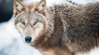 Wolf population increases in Kazakhstan