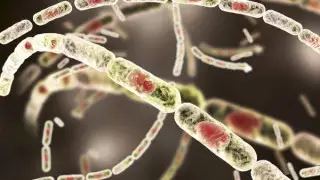 Ministry of Healthcare reports on anthrax cases in Kazakhstan