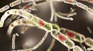 Ministry of Healthcare reports on anthrax cases in Kazakhstan