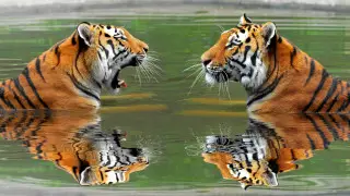 Tigers from the Netherlands arrive in Kazakhstan