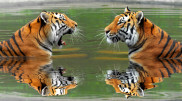 Tigers from the Netherlands arrive in Kazakhstan