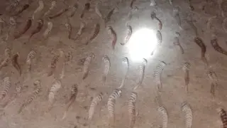 320 saiga horns were found from poachers in Aktobe oblast