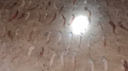 320 saiga horns were found from poachers in Aktobe oblast