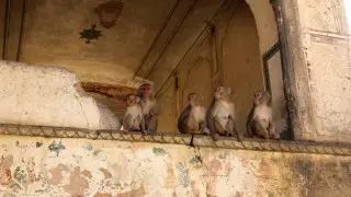 Troop of monkeys saved a six-year-old child from violence