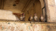 Troop of monkeys saved a six-year-old child from violence
