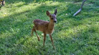 Orphaned fawn joins sheep herd in East Kazakhstan