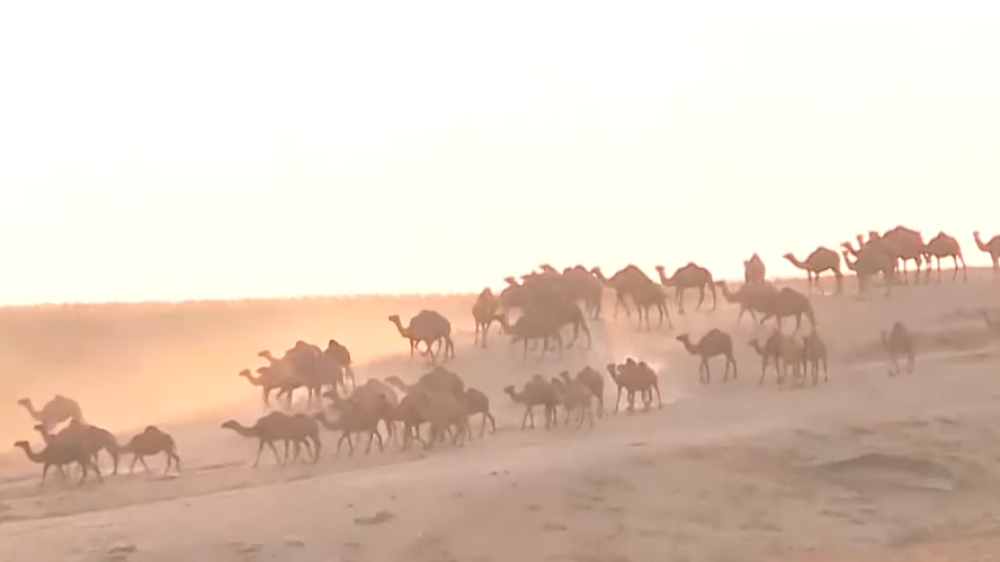 Kazakh entrepreneur establishes camel milk export to China and the Middle East