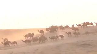 Kazakh entrepreneur establishes camel milk export to China and the Middle East