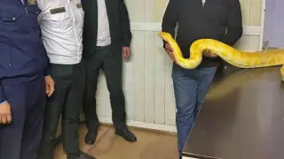 Three-meter rattlesnake attempted to be smuggled from Kazakhstan to Uzbekistan