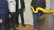 Three-meter rattlesnake attempted to be smuggled from Kazakhstan to Uzbekistan