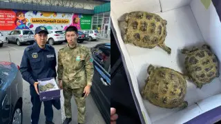Rare turtles were illegally sold in East Kazakhstan