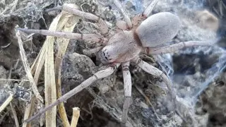 Two previously unknown species of spiders were discovered in Kazakhstan