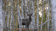 Burabay National Park warns tourists about the start of deer rutting season