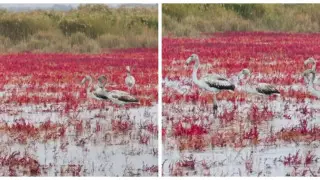 Gray flamingos arrive in Aktau