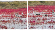 Gray flamingos arrive in Aktau