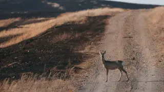 What is happening at the site of the steppe fire in the Karaganda region