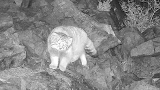 Rare wild cat captured on camera trap in Kazakhstan