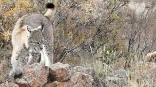 One of the world's rarest cats captured on camera in Altyn-Emel National Park