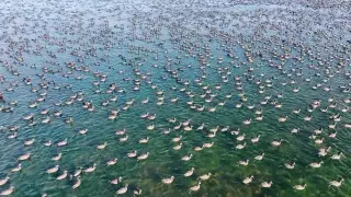 Footage of migratory birds in the Mangystau region captivated Kazakh users