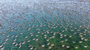 Footage of migratory birds in the Mangystau region captivated Kazakh users