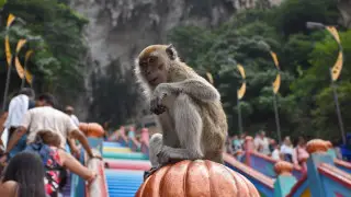 Kazakh traveler was surprised by the behavior of monkeys in Malaysia