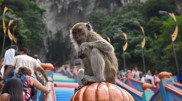 Kazakh traveler was surprised by the behavior of monkeys in Malaysia
