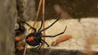 Where to go if you find a black widow spider at home in Almaty