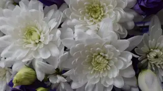 Shipment of infected chrysanthemums intercepted from the Netherlands