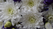 Shipment of infected chrysanthemums intercepted from the Netherlands
