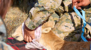 Kazakhstanis fear another mass die-off of saiga antelopes