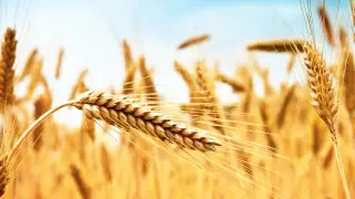 Export potential: Where Kazakhstan can sell its wheat