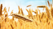 Export potential: Where Kazakhstan can sell its wheat