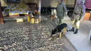 Saiga horns worth 2 billion were attempted to be smuggled out of Kazakhstan