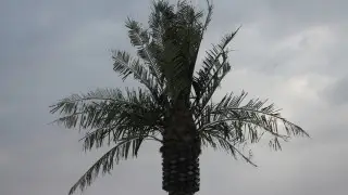 Palm trees on the Aktau embankment will disappear