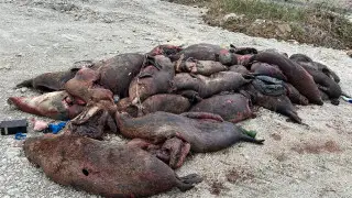 Hundreds of dead seals found along Caspian coast
