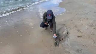 Hundreds of dead seals continue to be found in the Caspian Sea