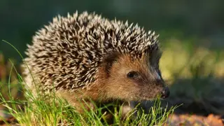 Hedgehogs are on the brink of extinction worldwide