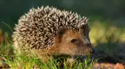 Hedgehogs are on the brink of extinction worldwide