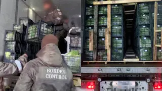 Cigarettes in cabbage tried to smuggle out of Kazakhstan