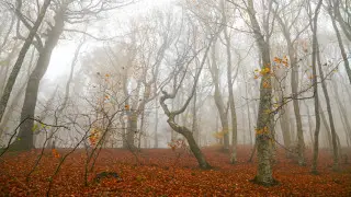 Sharp cold snap is expected in Kazakhstan