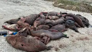 Over half of dead female seals in Mangystau were pregnant