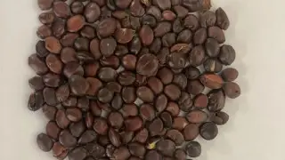 Japanese researchers discover plant seeds that could reverse dementia