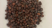 Japanese researchers discover plant seeds that could reverse dementia