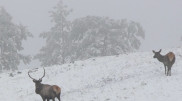 'Rare shots': Kazakh woman captures Askanian deer in Borovoe