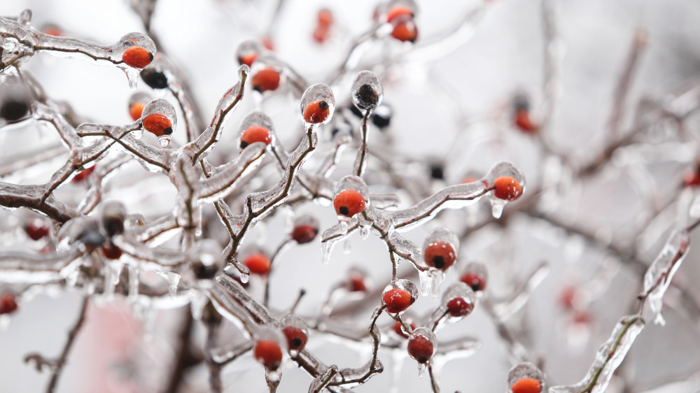 Frosts of up to 25 degrees are coming to Kazakhstan