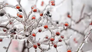 Frosts of up to 25 degrees are coming to Kazakhstan