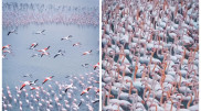 Where to see pink flamingos in Kazakhstan in autumn